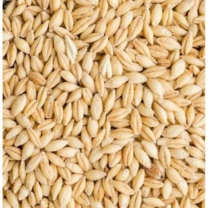 High Quality Barley Malt/Hulled Barley