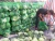 Import High Quality Fresh Cabbages from South Africa