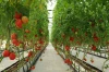 High quality fresh cherry tomatoes/ Fresh tomatoes