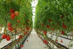 High quality fresh cherry tomatoes/ Fresh tomatoes