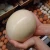 Import High quality Ostrich egg from France