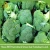 Import Hot sale Fresh broccoli/green broccoli from factory from China