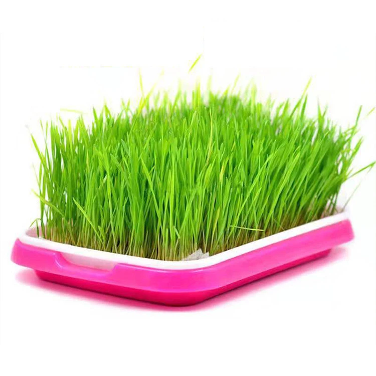 Hot selling soilless cultivation hydroponic plant tray seedling plate for agriculture greenhouse