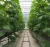 Import Hydroponic Fruit and Vegetable Glass Greenhouse from China