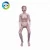Import IN-401 Plastic Multifunctional Patient Care Manikin anatomical model for teaching from China