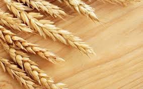 Indian Milling Wheat
