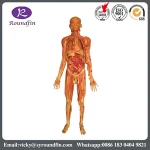 ISO approved students understand medical science nerves specimen plastinated cadaver