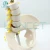 Import LANCET 2020Joint model Medical education Life-Size Pelvis with 5pcs Lumbar Vertebrae model human anatomical human joint model from China