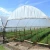 Large Plastic Agricultural Greenhouse Tunnel vegetable greenhouses for sale