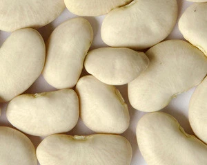 Large White Lima Bean for sale