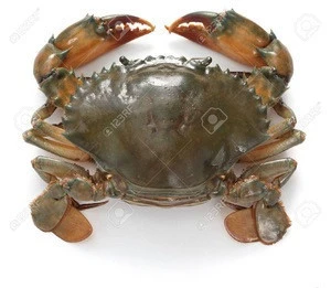 LIVE MUD CRAB ,LIve King Crab, LIve Blue Crab red king crab FOr Sale