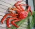 Import Live Red King Crabs/LIVE Russian king crab from Philippines