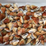 Live Sungsuwan Large Wing Shell Delicious Seafood from Thailand