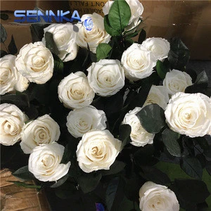 Long Lasting Roses Pure Color Real Fresh Cut Flowers Preserved Rose with Stem