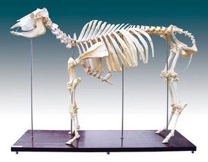 medical educational skeleton model, vivid real animal bone bull /cow skeleton