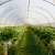 Import MYXL cheap tunnel greenhouse Low Cost Single-span Agricultural Greenhouses from China
