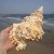 Import Natural Craft Raw Spiral Conch Collectible Crafts For Home Landscape Decor from China