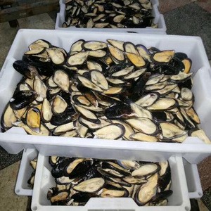 New arriving wholesale price frozen half shell mussel