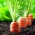 Import New Crop  Fresh Chinese Carrot Red Healthy Carrots from China