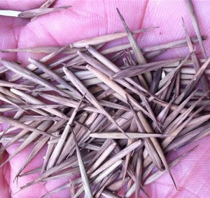 New Crop High Purity Bamboo seeds For Growing