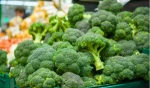 New crop high quality bulk fresh vegetable broccoli