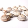 Newest Product Natural Small Sea Shell Fossil Crafts For Decoration