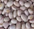 Import Non-GMO Light Speckled Kidney Beans, Dried Kidney Beans from Philippines