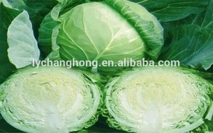 Nutritious Fresh Chinese Round Cabbage Quality First Competitive Price