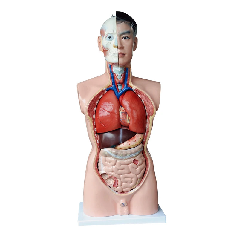 One stop education supplies 3D human body anatomy education model educational science kits of human anatomical model