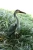 Import outdoor decor garden ornaments high quality plastic heron hunting decoy from China