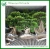 Import Outdoor Ficus Bonsai from China
