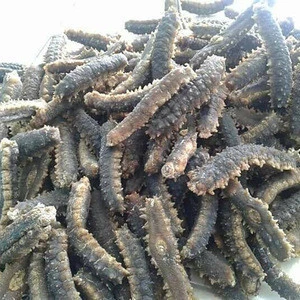PACIFIC RED SEA CUCUMBER DRIED and FROZEN and Sea Food