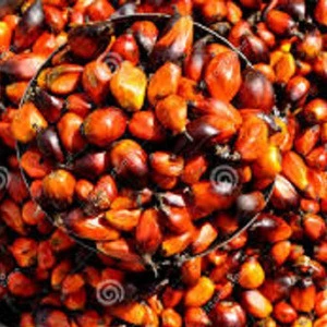 Palm Oil Manufactures