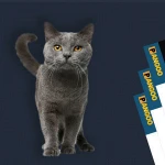 PET-AK1 Always Healthy (for Cats)