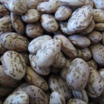 Pinto beans for sale