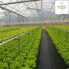 Poly film Roman Greenhouse for intensive agriculture