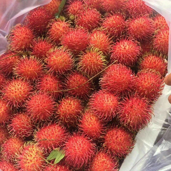 Premium grade fresh organic rambutan fruits ready for export