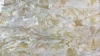 Prism Abalone Wide Shell Coated Adhesive Veneer Sheet Beautiful Shining Haliotis Asinina Sheet