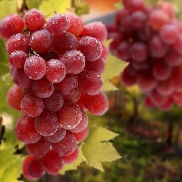 Promotional Top Quality Fruit Tree Grape Plant Seeds, Grape Seedlings For Sale