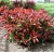 Import Shurb Red Top Japanese Photinia Seeds, Red-Leaf Photinia Seeds from China