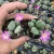 Import Succulent plants Major general Mother plant Wholesale of indoor potted plants from China