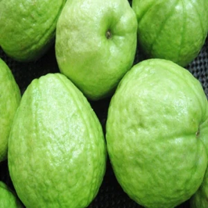 Sweet  Fresh Green Guava for export..