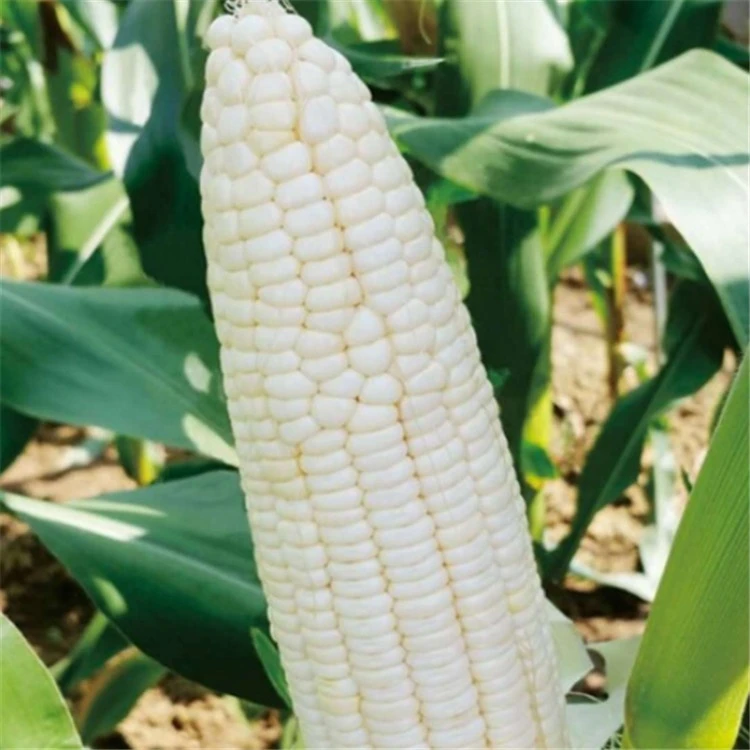 Top Grade Sweet White Waxy Corn Maize Seeds For planting