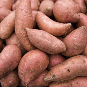 Top Quality Fresh Sweet Potato new crop