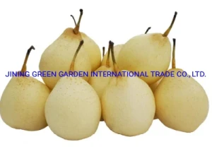 Top Quality Fresh Ya Pear Supply Various Supermarkets, Supply Export China Product for Sale Chinese Fresh Ya Pear