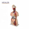 Torso Teaching model ,85cm medical detachable 23 parts  bisexual Human Body Torso Anatomy Model