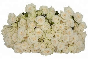 Unique White Export kenya fresh cut Spray Rose Flower For Birthday