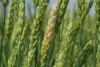 Maruti Dorum Wheat, Wheat Seeds in Best Discounts