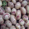 White / Red / Pinto / Black/ Green Pulses and Beans Exporters