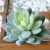 Import Wholesale custom 16pcs/set artificial plants small mini succulents combination ornament from China